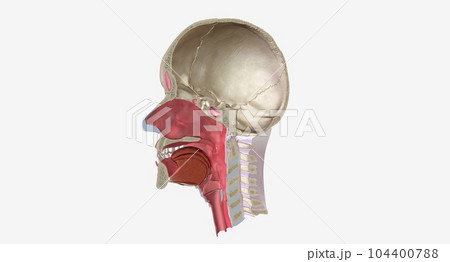 Head and Neck Cross Section 104400788