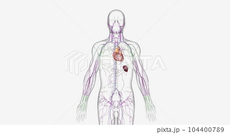 The lymphatic system is a network of organs, tissues, vessels an 104400789
