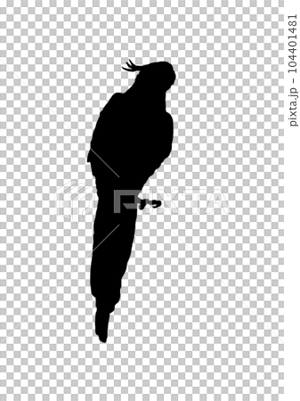 Climbing Parakeet 104401481