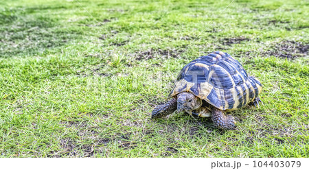 公園を散歩をする東ヘルマンリクガメ 公園を散歩をする東ヘルマンリクガメ 104403079
