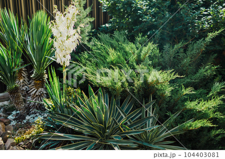 Leaves of Yucca gloriosa and juniper in garden with sun light Leaves of Yucca gloriosa and juniper in garden with sun light 104403081