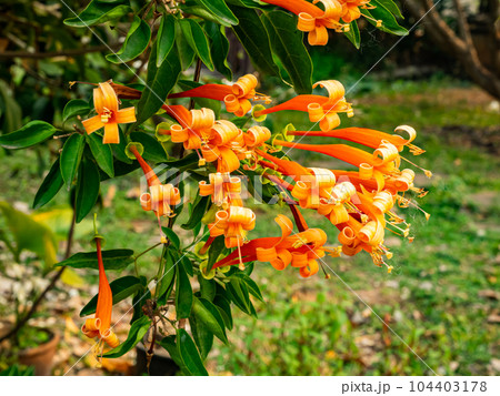 Group of blooming orange trumpet flowers or Pyrostergia venusta hanging in a vine. Group of blooming orange trumpet flowers or Pyrostergia venusta hanging in a vine. 104403178