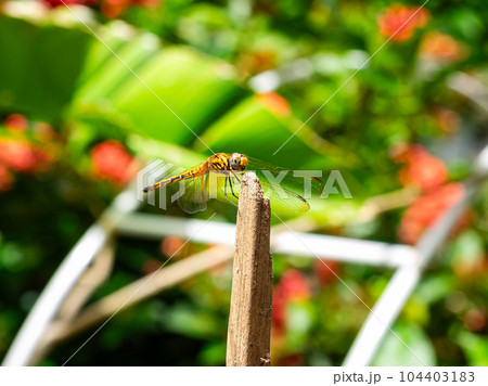 Dragonfly perching on the stump infront of the garden of green leaves and red flowers. 104403183