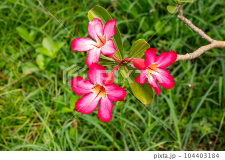 High angle view of three blooming desert roses or plumeria or Adenium obesum flowers. High angle view of three blooming desert roses or plumeria or Adenium obesum flowers. 104403184