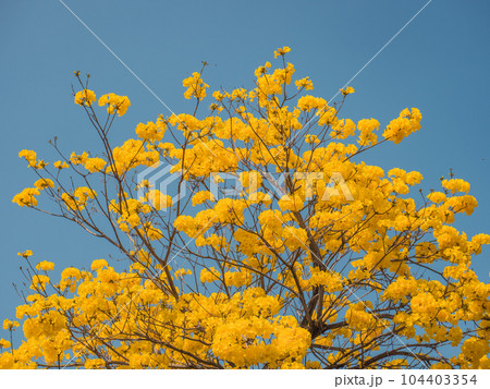 景色 風景 小道 104403354