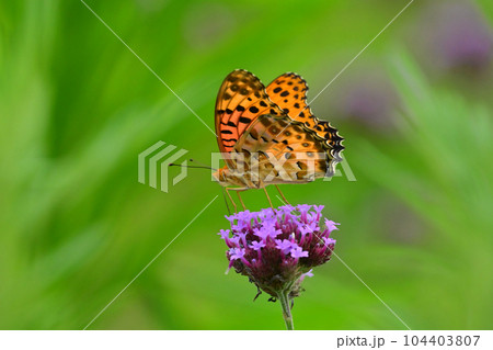 チョウ（ツマグロヒョウモン：オス） 104403807