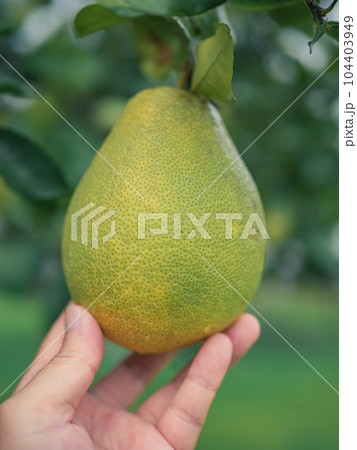 フルーツ 果物 果実 104403949