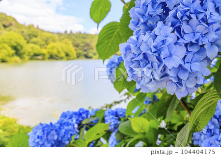 余呉湖 満顔のあじさい園 余呉湖 満顔のあじさい園 104404175