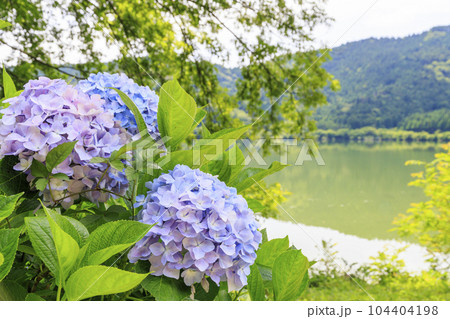 余呉湖　満顔のあじさい園 104404198