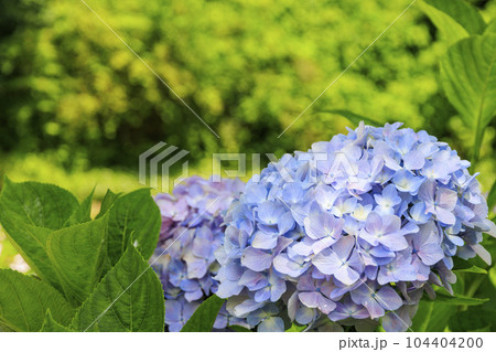 余呉湖　満顔のあじさい園 104404200