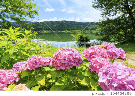 余呉湖 満顔のあじさい園 余呉湖 満顔のあじさい園 104404209