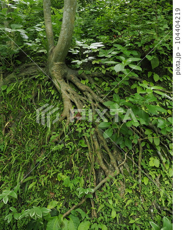 木の根 木の根 104404219