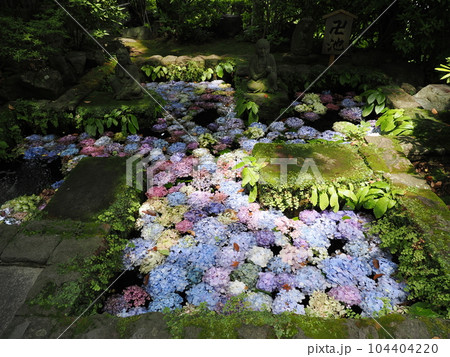 鎌倉 長谷寺 卍池に浮かぶ紫陽花 鎌倉 長谷寺 卍池に浮かぶ紫陽花 104404220