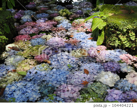 鎌倉　長谷寺　卍池に浮かぶ紫陽花 104404221