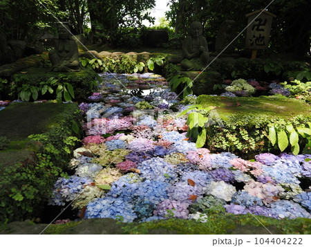 鎌倉 長谷寺 卍池に浮かぶ紫陽花 鎌倉 長谷寺 卍池に浮かぶ紫陽花 104404222
