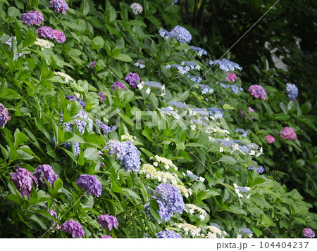 鎌倉　長谷寺　あじさい散策路 104404237