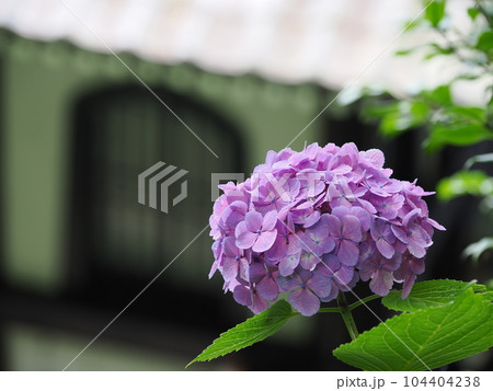 鎌倉　長谷寺　あじさい散策路 104404238