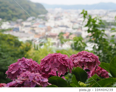 鎌倉　長谷寺　眺望散策路からの景色 104404239