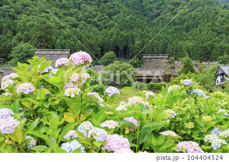 あじさい咲く初夏の美山かやぶきの里 104404524