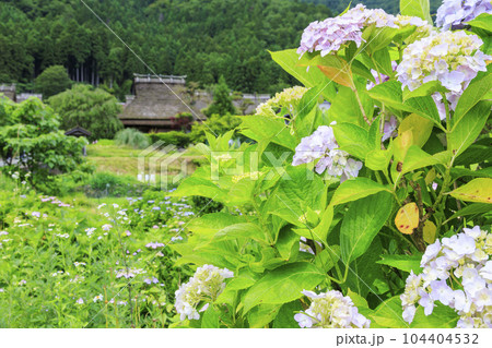 あじさい咲く初夏の美山かやぶきの里 あじさい咲く初夏の美山かやぶきの里 104404532