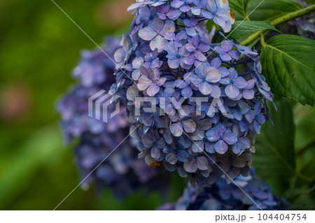 三室戸寺の紫陽花　六月 104404754