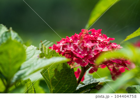 三室戸寺の紫陽花　六月 104404758