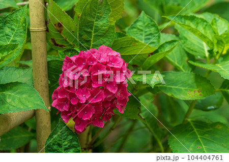 三室戸寺の紫陽花　六月 104404761