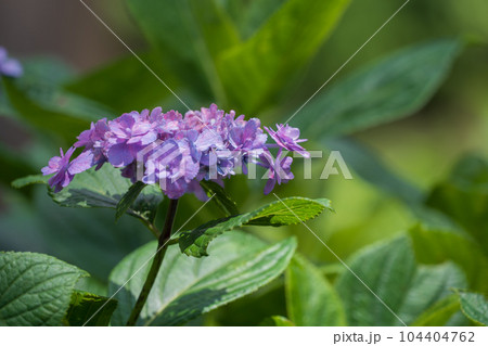 三室戸寺の紫陽花　六月 104404762