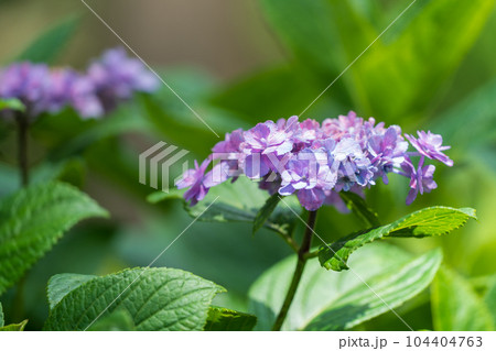 三室戸寺の紫陽花　六月 104404763