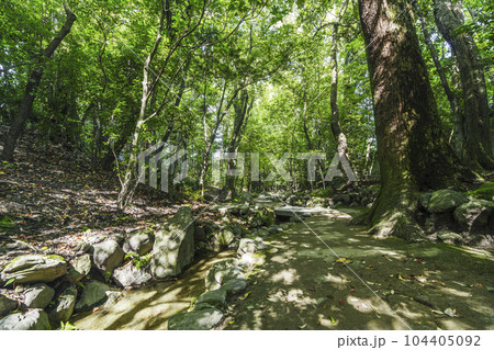 京都　平安神宮　西神苑　新緑の季節 104405092
