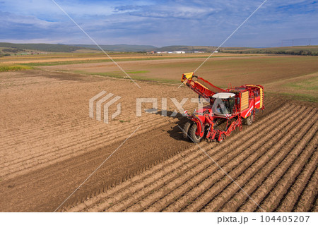 Farmers harvesting potato crop 104405207