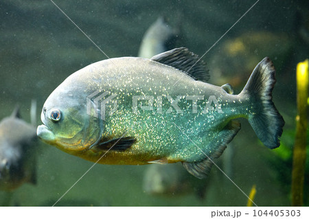 Side view of a piranha Side view of a piranha 104405303