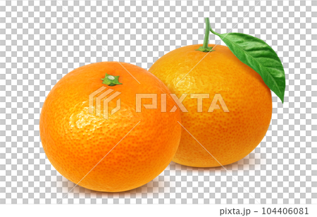 清見オレンジのイラスト リアル 104406081