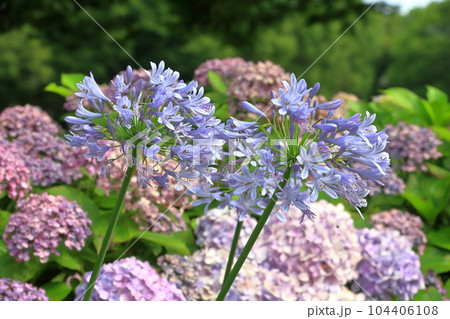 アガパンサスと紫陽花 アガパンサスと紫陽花 104406108
