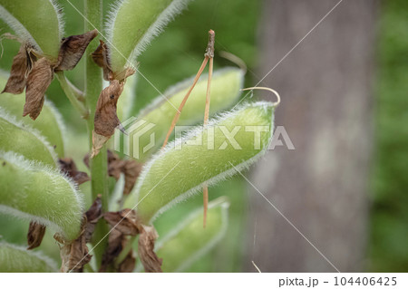 Ripe fruits of Lupinus Polyphyllus with shaggy hairy pods and dried brown fallen down flowers on blurred forest background 104406425