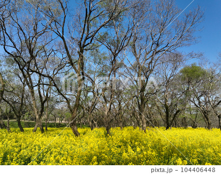 高知県四万十市　四万十川菜の花の森 104406448