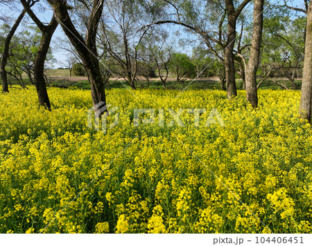 高知県四万十市　四万十川菜の花の森 104406451