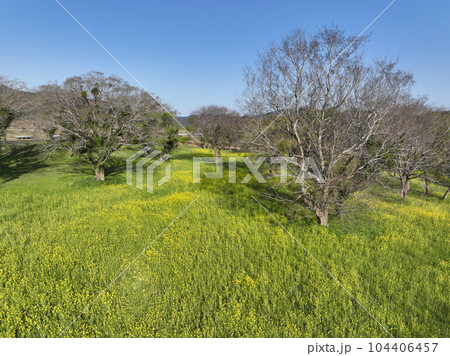 高知県四万十市　四万十川菜の花の森 104406457
