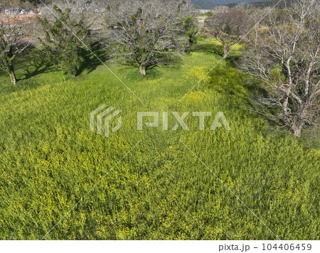 高知県四万十市　四万十川菜の花の森 104406459