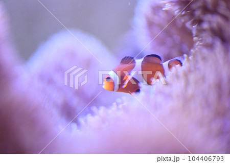 カクレクマノミとイソギンチャク 104406793