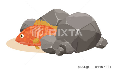 岩に隠れるかわいいキジハタ(アコウ)のイラスト 104407114