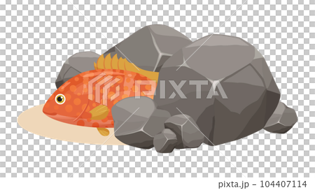 岩に隠れるかわいいキジハタ(アコウ)のイラスト 104407114