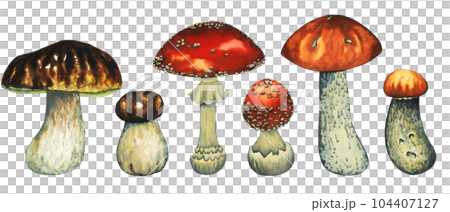 Watercolour wild forest mushrooms set with porcini mushroom, red mushroom, fly agaric big and small. Isolated hand drawn illustration on white background 104407127