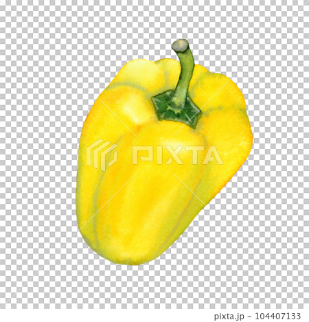 Watercolor hand drawn yellow Bell pepper, vegetable isolated on white background. healthy plants for print, fabric, banner Watercolor hand drawn yellow Bell pepper, vegetable isolated on white background. healthy plants for print, fabric, banner 104407133