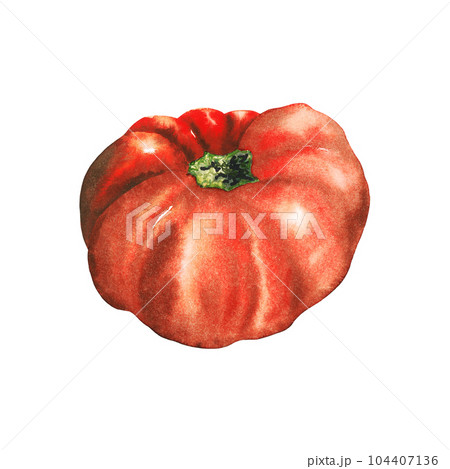 Watercolor hand drawn tomato, red vegetable isolated on white background. healthy plants for print, fabric, banner 104407136