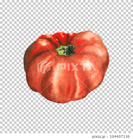 Watercolor hand drawn tomato, red vegetable isolated on white background. healthy plants for print, fabric, banner 104407136