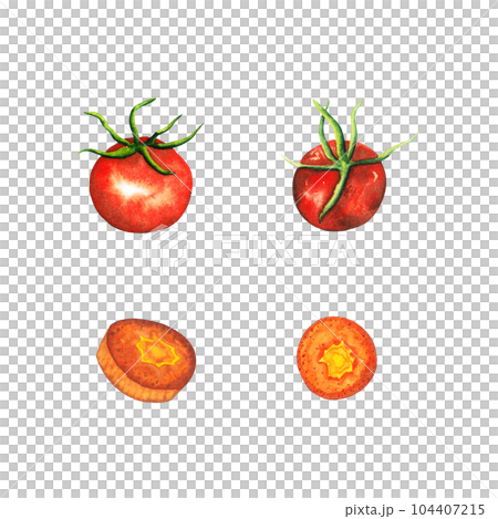 Watercolor hand drawn red cherry tomato, and orange cut carrot set, vegetable isolated on white background. healthy plants for print, fabric, banner 104407215