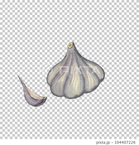 Watercolor hand drawn garlic whole and clove, vegetable isolated on white background. healthy plants for print, fabric, banner Watercolor hand drawn garlic whole and clove, vegetable isolated on white background. healthy plants for print, fabric, banner 104407226