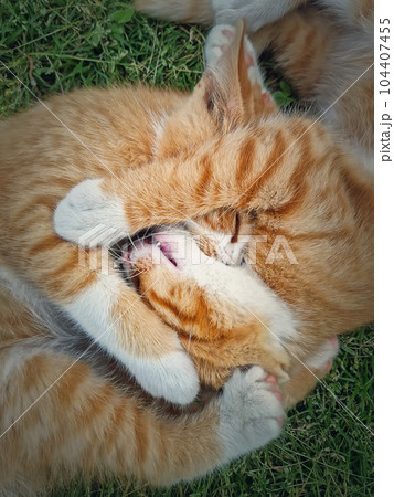 Two orange kittens playing together outdoors on the grass. Funny and playful ginger cats fighting games, biting and hugging Two orange kittens playing together outdoors on the grass. Funny and playful ginger cats fighting games, biting and hugging 104407455