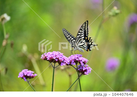 アゲハチョウ(Swallowtail butterfly) 104407646